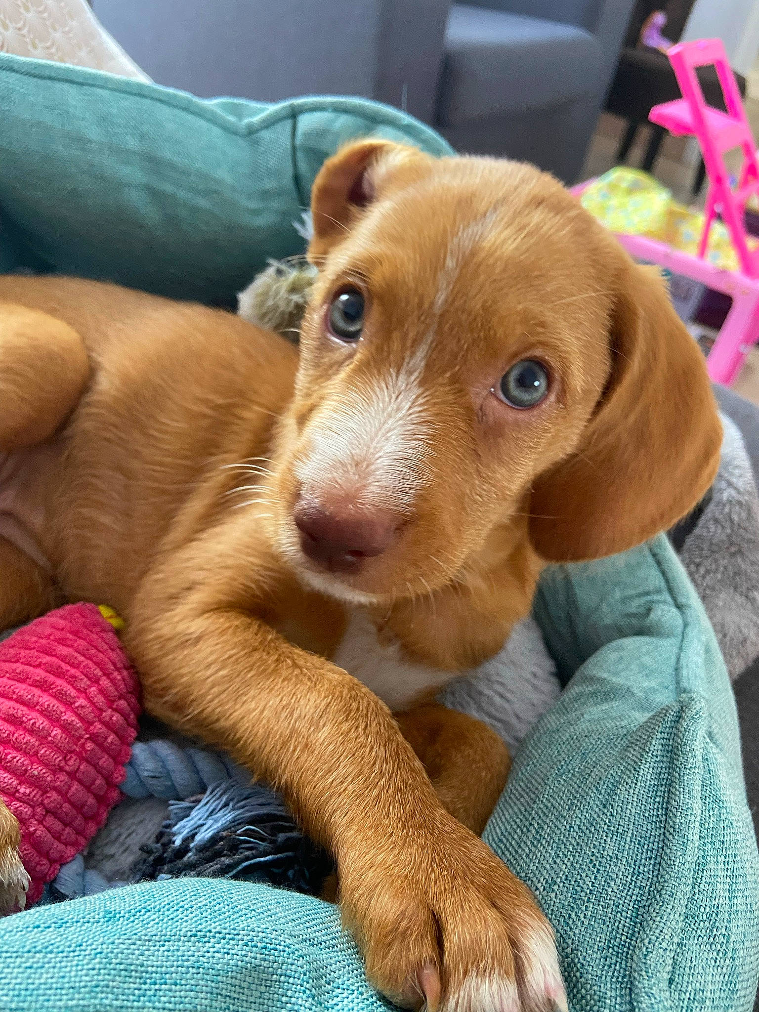 Ella a rejoint le concours — aidez-le/la à gagner de superbes lots ! canidae, carnivore, chair, comfort, companion_dog, dog, dog_breed, ear, fawn, fur, hound, hunting_dog, liver, puppy, selfie, sporting_group, whiskers, working_animal