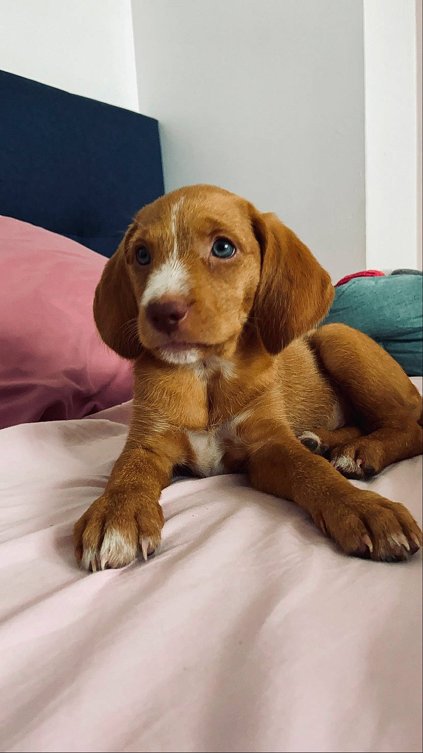 Ella a rejoint le concours — aidez-le/la à gagner de superbes lots ! brown, canidae, carnivore, comfort, companion_dog, dog, dog_breed, ear, fawn, hardwood, hound, hunting_dog, liver, puppy, snout, sporting_group, terrestrial_animal, wood, working_animal