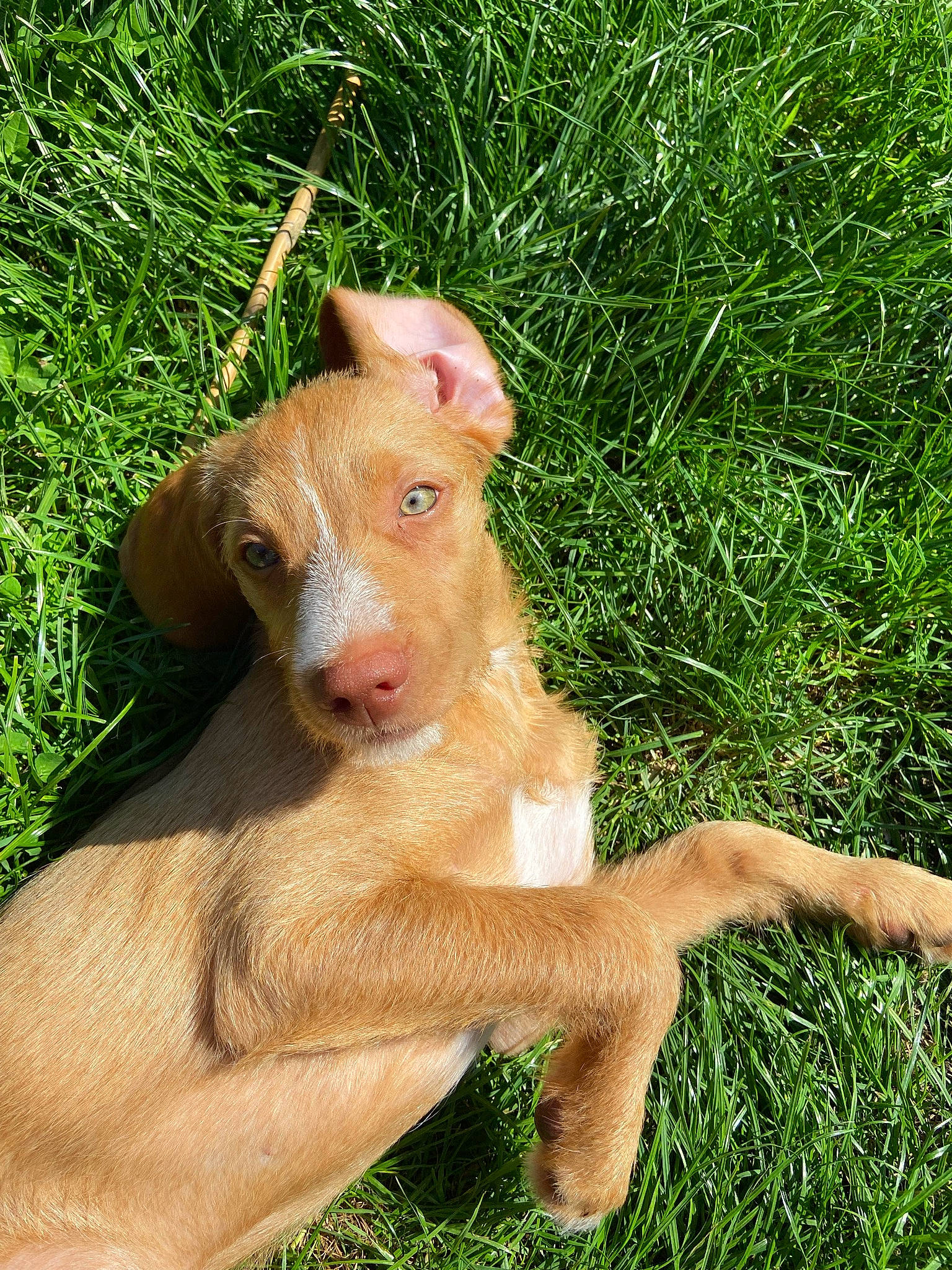 Ella a rejoint le concours — aidez-le/la à gagner de superbes lots ! canidae, dog_breed, eye, fawn, field, grass, grassland, groundcover, human_leg, landscape, liver, livestock, pasture, plant, snout, sporting_group, tail, terrestrial_animal, wildlife, working_animal