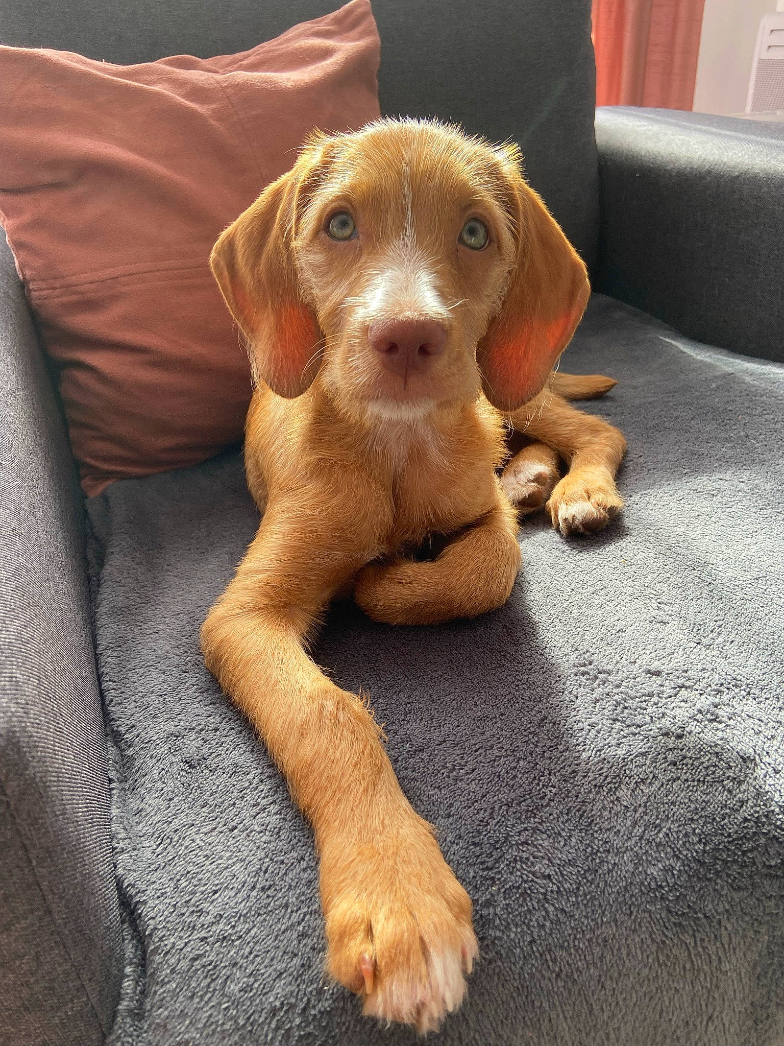 Ella a rejoint le concours — aidez-le/la à gagner de superbes lots ! canidae, carnivore, comfort, companion_dog, dog, dog_breed, fawn, hardwood, hound, hunting_dog, liver, paw, pet_supply, pointing_breed, snout, sporting_group, toy, wood, working_animal