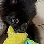 Puppy participe au concours pour gagner de l'argent avec cette photo : animal, black_fur, chewing, closeup, curious, cute, dog, ears, eyes, floor, fur, green, indoor, pet, playful, puppy, snout, toy, whiskers, yellow
