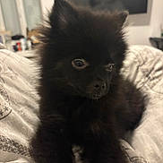 Puppy a rejoint le concours — aidez-le/la à gagner de superbes lots ! animal, bedspread, black_fur, companion, curious, cute, dog, domestic_animal, ears, fluffy, fur, indoor, lying_down, pet, portrait, puppy, sleepy, small, soft, young