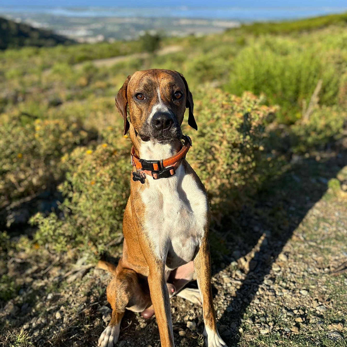 Santu a rejoint le concours — aidez-le/la à gagner de superbes lots ! alert, animal, brown_coat, canine, collar, daylight, dog, greenery, hills, landscape, nature, ocean, outdoor, pet, rocky_path, scenic_view, shadow, sitting, sunlight, white_coat