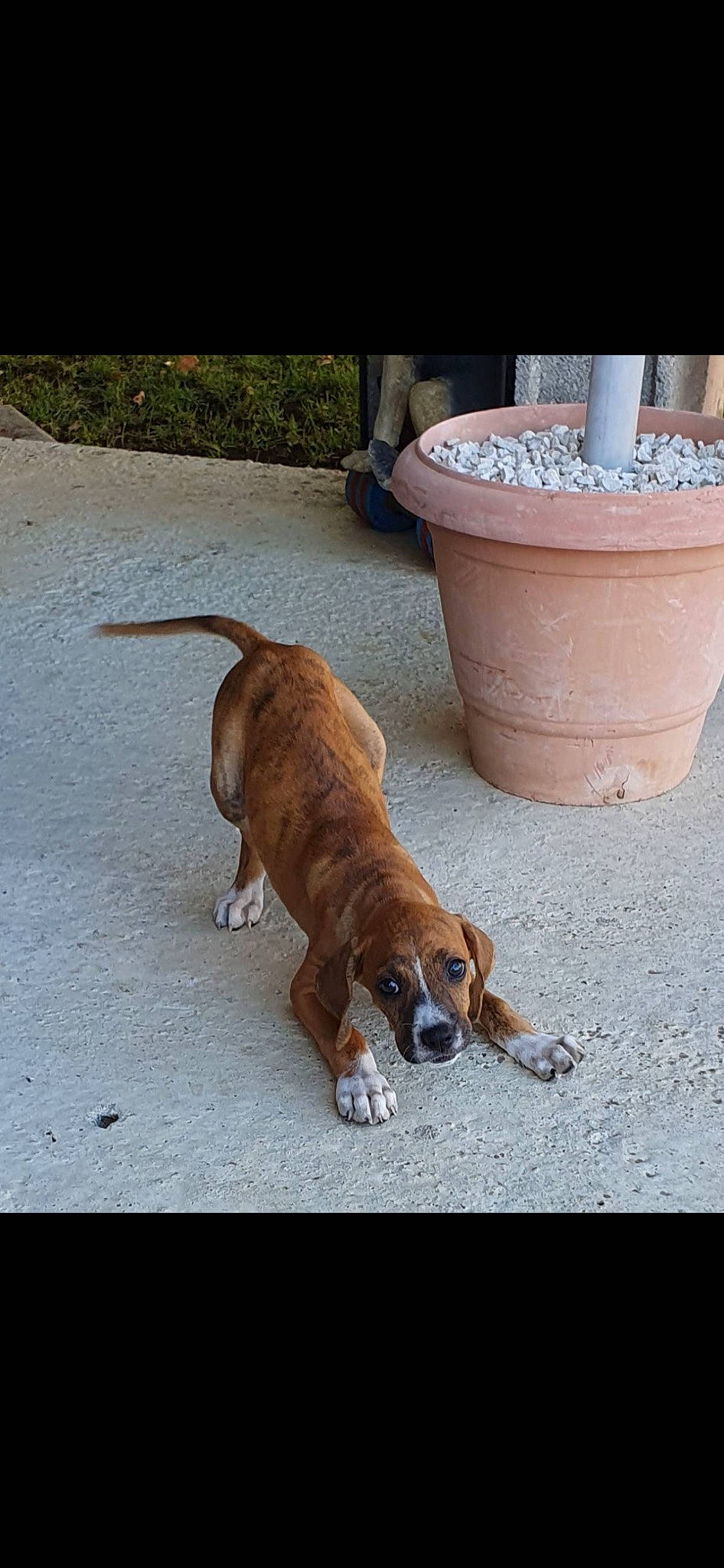 Santu participe au concours pour gagner de l'argent avec cette photo : canidae, carnivore, collar, companion_dog, dog, dog_breed, dog_collar, dog_supply, fawn, flooring, flowerpot, leash, pet_supply, road_surface, scent_hound, sidewalk, sporting_group, tail, wood, working_animal