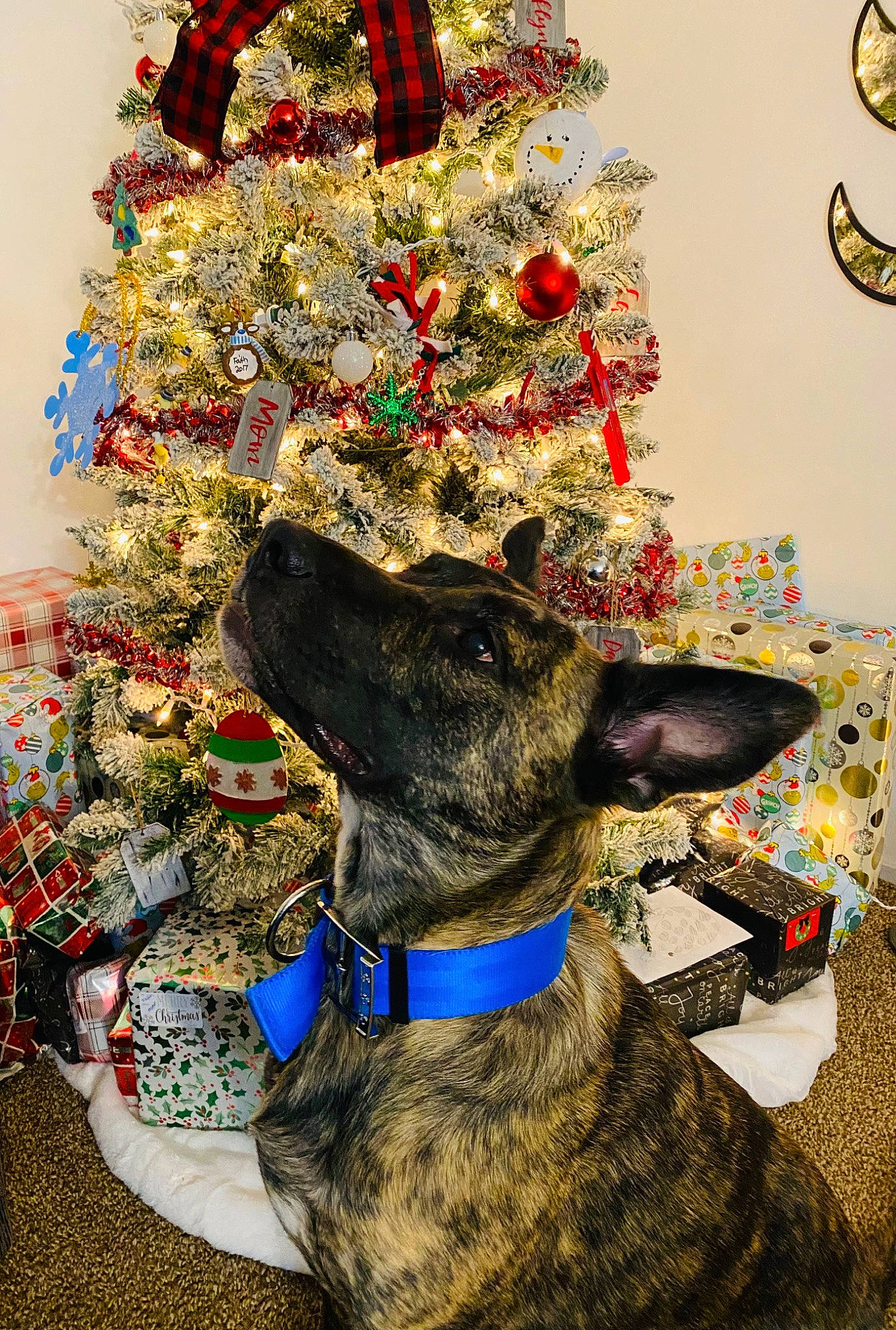 Dawson is registered to the contest to win money with this photo: art, carnivore, christmas, christmas_decoration, christmas_ornament, christmas_tree, collar, dog, dog_breed, dog_collar, event, fashion_accessory, fawn, fur, holiday, holiday_ornament, ornament, snout, sporting_group, working_animal