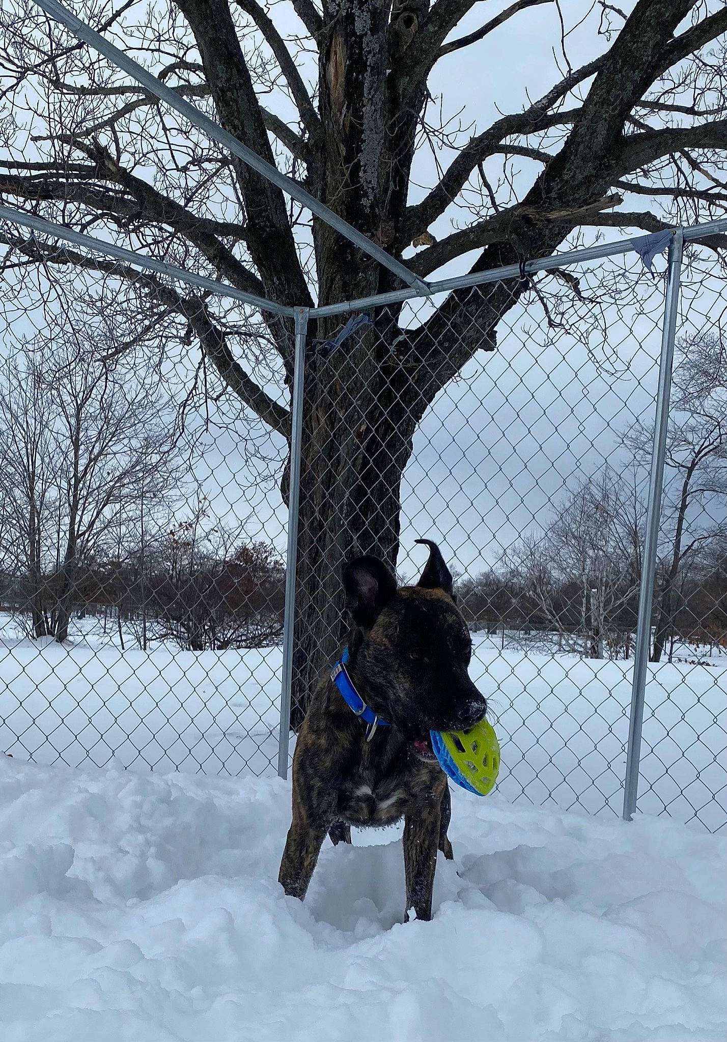 Dawson joined the competition — help win amazing prizes! canidae, carnivore, dog, dog_breed, dog_collar, dog_supply, fence, freezing, guard_dog, pet_supply, precipitation, recreation, sky, snout, snow, sporting_group, tree, twig, winter, working_animal