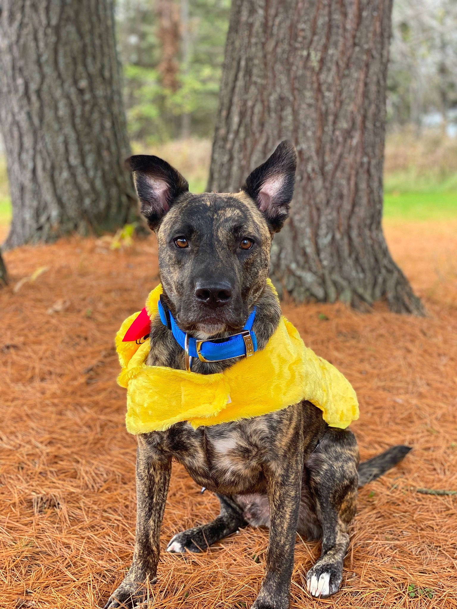 Dawson joined the competition — help win amazing prizes! canidae, carnivore, collar, companion_dog, dog, dog_breed, dog_collar, dog_supply, fawn, hunting_dog, non_sporting_group, snout, sporting_group, terrestrial_animal, tree, trunk, wood, working_animal, working_dog