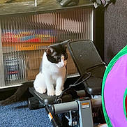Milkshake is registered to the contest to win money with this photo: black_and_white, blue_carpet, cat, compact, contemplative, couch, curious, domestic_animal, exercise_equipment, furniture, household, indoor, pet, plastic_tunnel, playful, relaxing, remote_control, sitting, stepper_machine, television