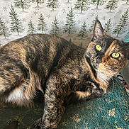 Astrid is registered to the contest to win money with this photo: animal, background, cat, closeup, cozy, feline, fur, green_surface, holiday, indoor, pet, pine_tree_pattern, portrait, relaxed, resting, snowflake_pattern, texture, tortoiseshell_cat, whiskers, yellow_eyes