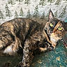 animal, background, cat, closeup, cozy, feline, fur, green_surface, holiday, indoor, pet, pine_tree_pattern, portrait, relaxed, resting, snowflake_pattern, texture, tortoiseshell_cat, whiskers, yellow_eyes