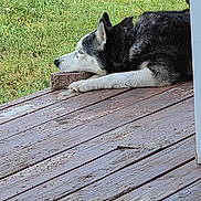 Shasha joined the competition — help win amazing prizes! dog, husky, porch, wooden_floor, brick, grass, outdoor, pet, resting, side_view, black_and_white_fur, canine, animal, nature, relaxation, daylight, quiet, calm, laying_down, ears