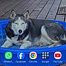 Shasha is registered to the contest to win money with this photo: husky, dog, blue_pool, wooden_deck, outdoor, relaxed, pet, animal, fence, chair, table, phone_screen, app_icons, smartphone, plastic_pool, resting, daylight, collar, leisure, house