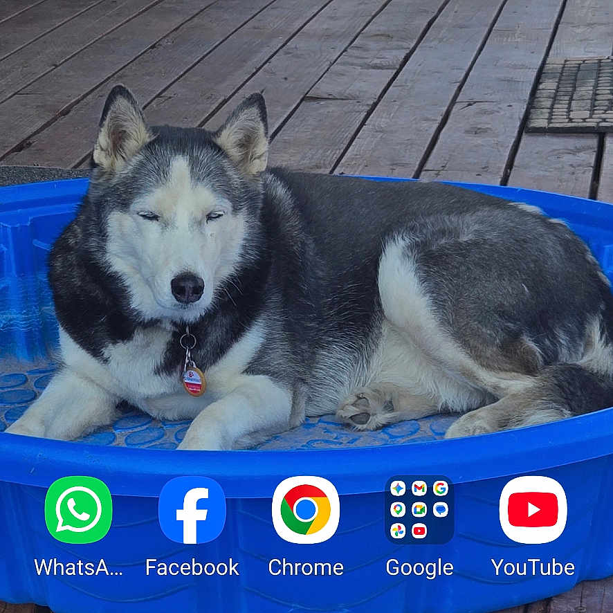 Shasha is registered to the contest to win money with this photo: husky, dog, blue_pool, wooden_deck, outdoor, relaxed, pet, animal, fence, chair, table, phone_screen, app_icons, smartphone, plastic_pool, resting, daylight, collar, leisure, house