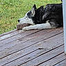 animal, brick, calm, canine, daylight, dog, fur, green_grass, husky, nature, outdoor, paw, peaceful, pet, portrait, quiet, relaxed, resting, side_view, wooden_deck