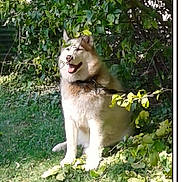 Koda joined the competition — help win amazing prizes! dog, animal, outdoor, grass, greenery, bushes, sunlight, nature, pet, canine, happy, sitting, fur, collar, leaf, daylight, mammal, muzzle, tongue, shade