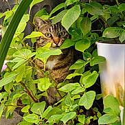 Lily participe au concours pour gagner de l'argent avec cette photo : animal, brown, cat, closeup, curious, cute, eyes, foliage, garden, green_leaves, hidden, mammal, nature, outdoor, pet, plants, sunlight, tabby, whiskers, white_chest