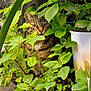 animal, brown, cat, closeup, curious, cute, eyes, foliage, garden, green_leaves, hidden, mammal, nature, outdoor, pet, plants, sunlight, tabby, whiskers, white_chest