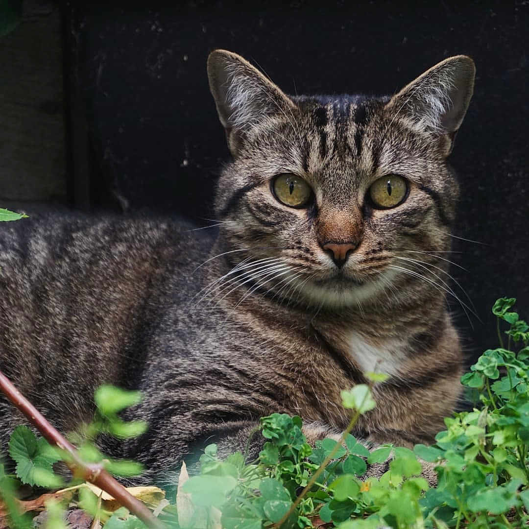Lily a rejoint le concours — aidez-le/la à gagner de superbes lots ! alert, animal, cat, closeup, ears, eyes, feline, fur, greenery, leaf, mammal, nature, outdoor, pet, plants, portrait, resting, tabby_cat, whiskers, wildlife