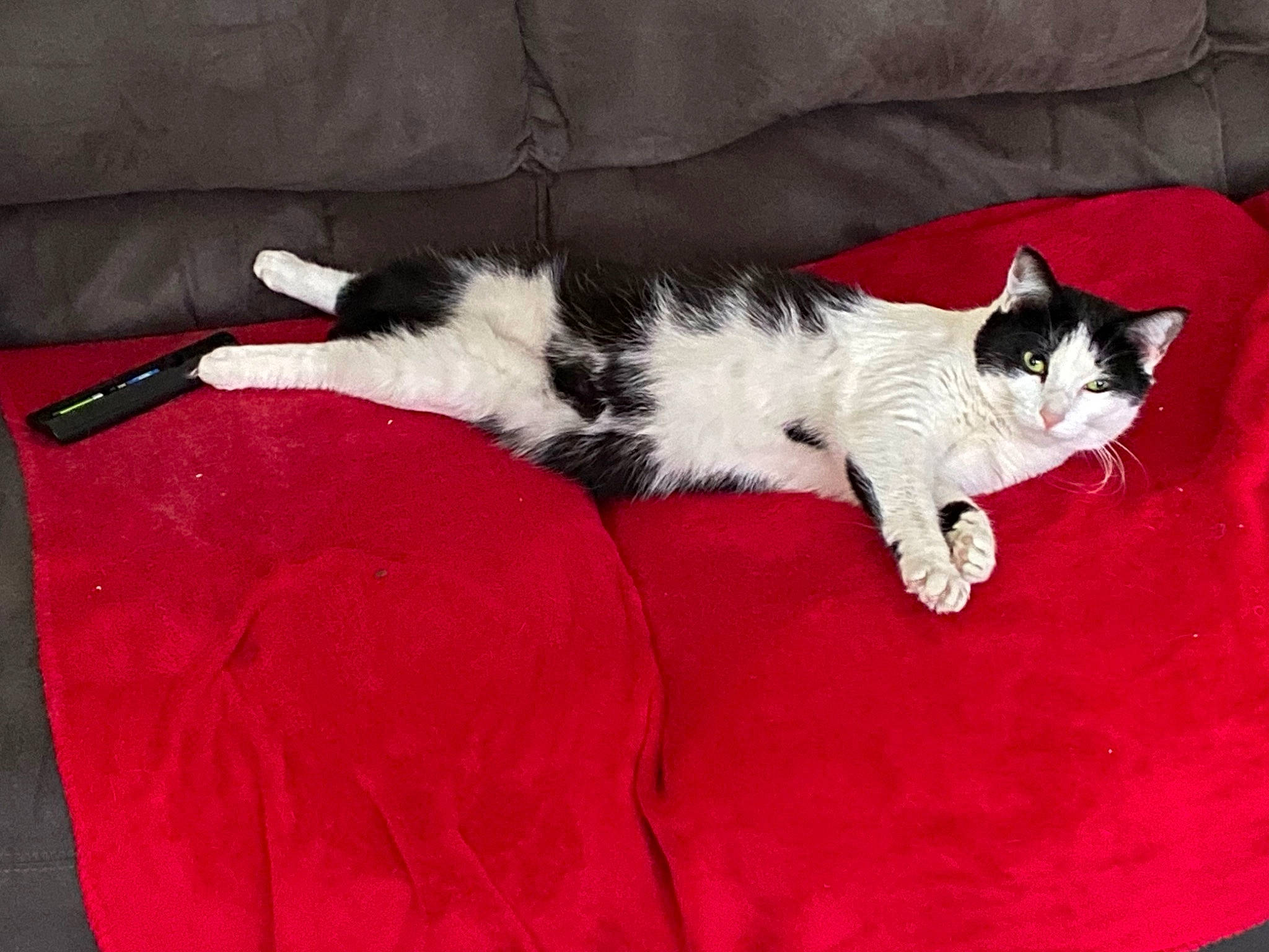 Ily joined the competition — help win amazing prizes! carmine, carnivore, cat, comfort, couch, domestic_short_haired_cat, felidae, flooring, foot, fur, grey, human_leg, linens, paw, room, sitting, small_to_medium_sized_cats, snout, tail, whiskers