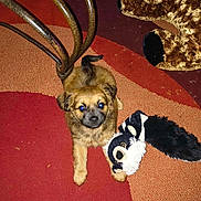 Munchkin joined the competition — help win amazing prizes! puppy, dog, carpet, stuffed_toy, raccoon_toy, slippers, floor, indoor, metal_chair, pet, animal, brown_fur, black_fur, cute, toy, furniture, home, playing, lying_down, flash