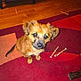 puppy, dog, indoor, carpet, red, orange, wood_floor, furniture, pet, cute, animal, small_dog, chew_stick, looking_up, curious, sitting, brown_fur, ears, tail, domestic