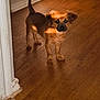 puppy, dog, brown, floor, wooden_floor, indoor, sunlight, shadow, tail, curious, pet, animal, young_dog, door, wall, baseboard, light, warm_light, standing, looking
