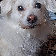 Diggerbones is registered to the contest to win money with this photo: dog, white_dog, fluffy, fur, pet, animal, portrait, close_up, indoor, cute, face, ears, nose, whiskers, looking, expression, cozy, blanket, curly_fur, companion