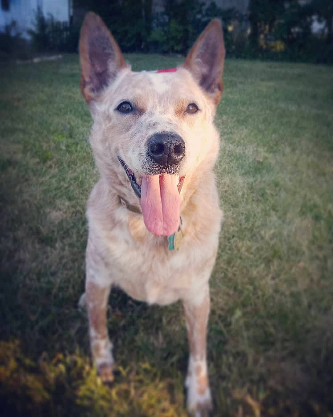 Rylie joined the competition — help win amazing prizes! australian_cattle_dog, berger_blanc_suisse, canaan_dog, canidae, carnivore, carolina_dog, dog, dog_breed, fawn, korean_jindo_dog, mammal, rare_breed_dog, sky, vertebrate, white_shepherd, working_dog