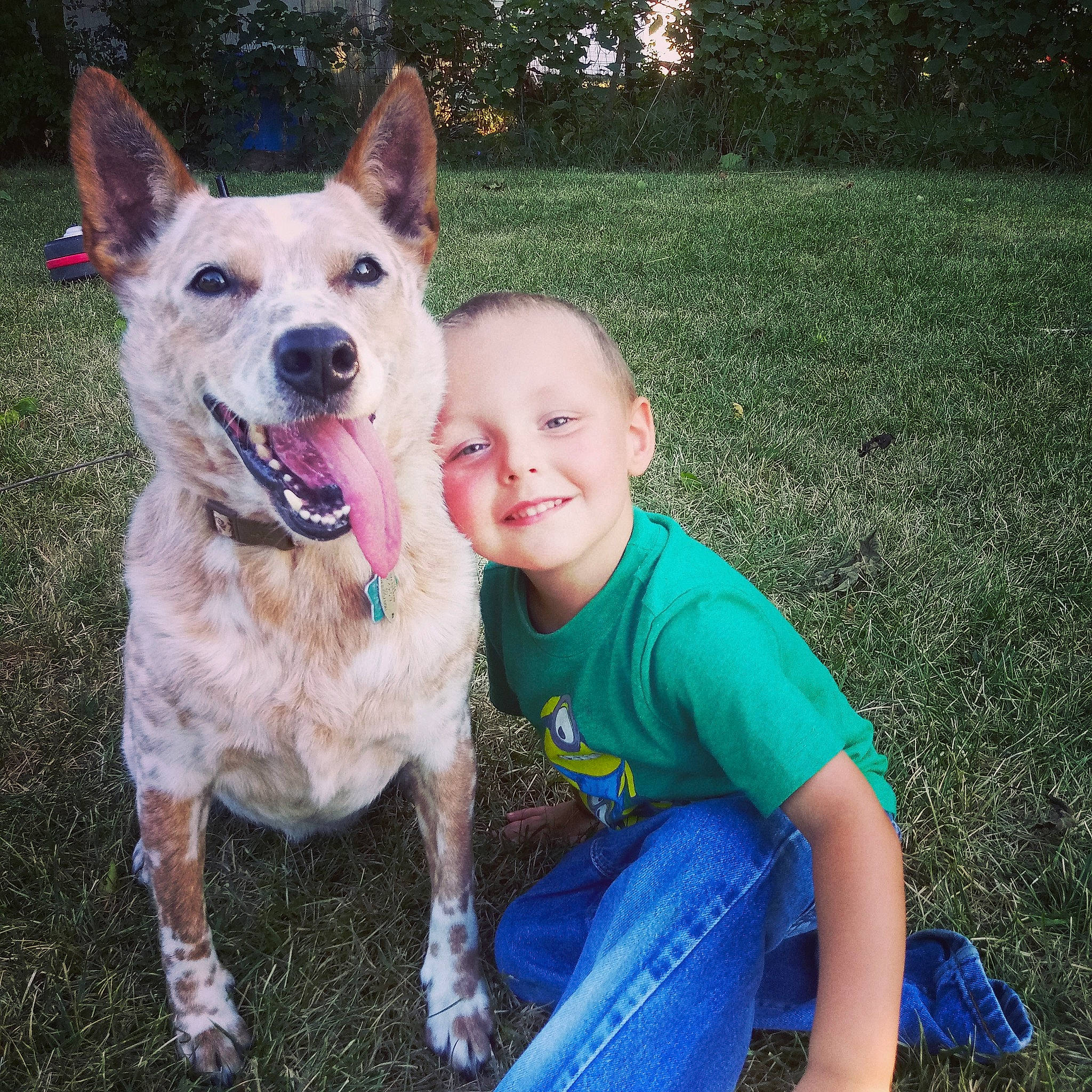 Rylie is registered to the contest to win money with this photo: australian_cattle_dog, berger_blanc_suisse, canidae, carnivore, carolina_dog, child, companion_dog, dog, dog_breed, dog_walking, fawn, fun, grass, mammal, norwegian_buhund, nose, vertebrate, white_shepherd, working_dog