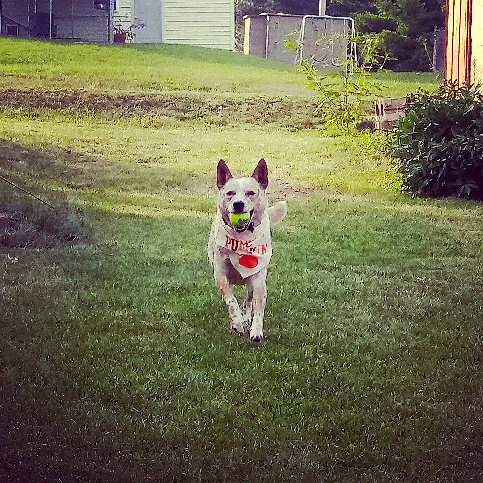 Rylie joined the competition — help win amazing prizes! australian_cattle_dog, canidae, carnivore, companion_dog, dog, dog_breed, grass, herding_dog, home, house, lawn, mammal, plant, square, tail, vertebrate, working_dog, yard