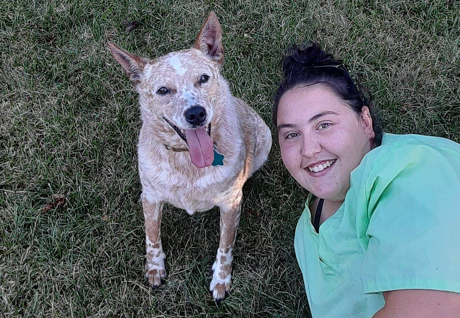 Rylie joined the competition — help win amazing prizes! australian_cattle_dog, canidae, carnivore, companion_dog, dog, dog_breed, fawn, feist, mammal, non_sporting_group, old_english_terrier, rare_breed_dog, vertebrate, working_dog