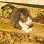 animal, cat, concrete, curious, daylight, feline, greenery, ground, ledge, nature, outdoor, pet, plant, relaxed, resting, shadow, sunlight, tabby, wall, white_paws
