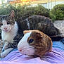 Paf participe au concours pour gagner de l'argent avec cette photo : animal, cat, closeup, companionship, curious, daylight, fur, garden, greenery, guinea_pig, jeans, lap, nature, outdoor, pet, purple_shirt, relaxed, small_animal, tabby_cat, whiskers