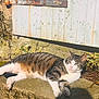 animal, cat, concrete, daylight, door, feline, greenery, nature, outdoor, pet, plant, relaxed, resting, rust, shadow, sunlight, tabby_cat, texture, wall, white