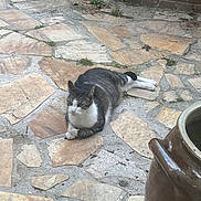 Paf a rejoint le concours — aidez-le/la à gagner de superbes lots ! animal, brick_wall, calm, cat, ceramic_pot, domestic_animal, fur, greenery, nature, outdoor, paws, pet, plant, quiet, relaxing, resting, stone_patio, sunlight, tabby_cat, texture