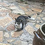 animal, brick_wall, calm, cat, ceramic_pot, domestic_animal, fur, greenery, nature, outdoor, paws, pet, plant, quiet, relaxing, resting, stone_patio, sunlight, tabby_cat, texture