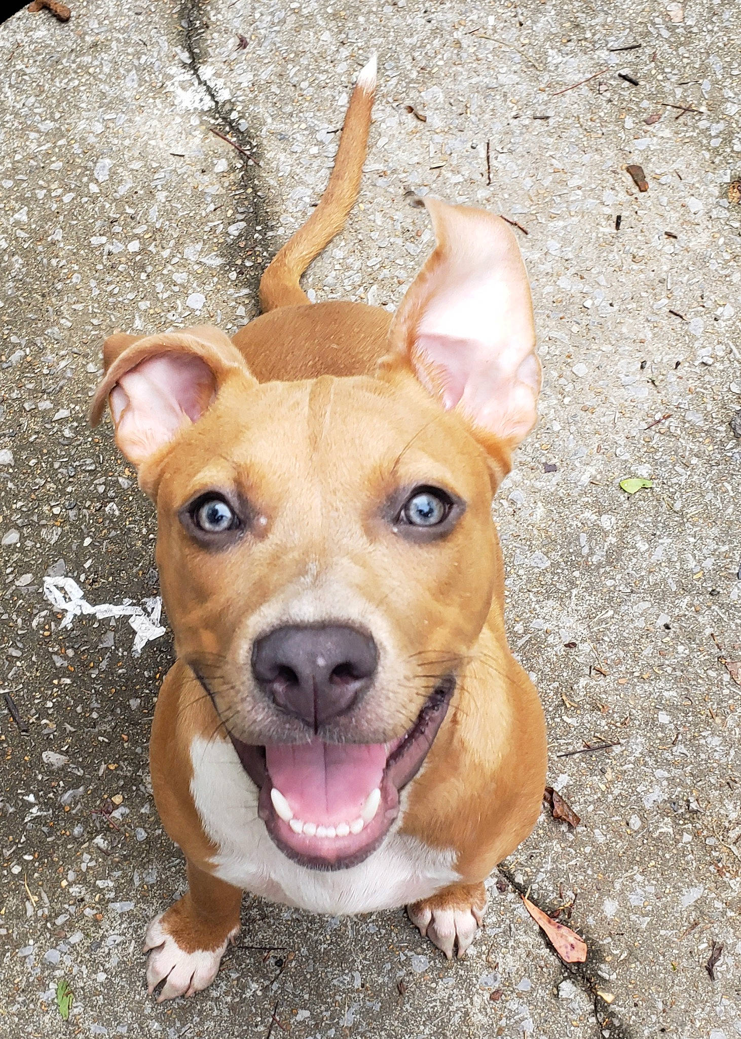 Adyi Ginger joined the competition — help win amazing prizes! american_pit_bull_terrier, american_staffordshire_terrier, bull_and_terrier, canidae, carnivore, companion_dog, dog, dog_breed, ear, fawn, feist, mammal, non_sporting_group, nose, pit_bull, rare_breed_dog, snout, terrier, vertebrate, whiskers