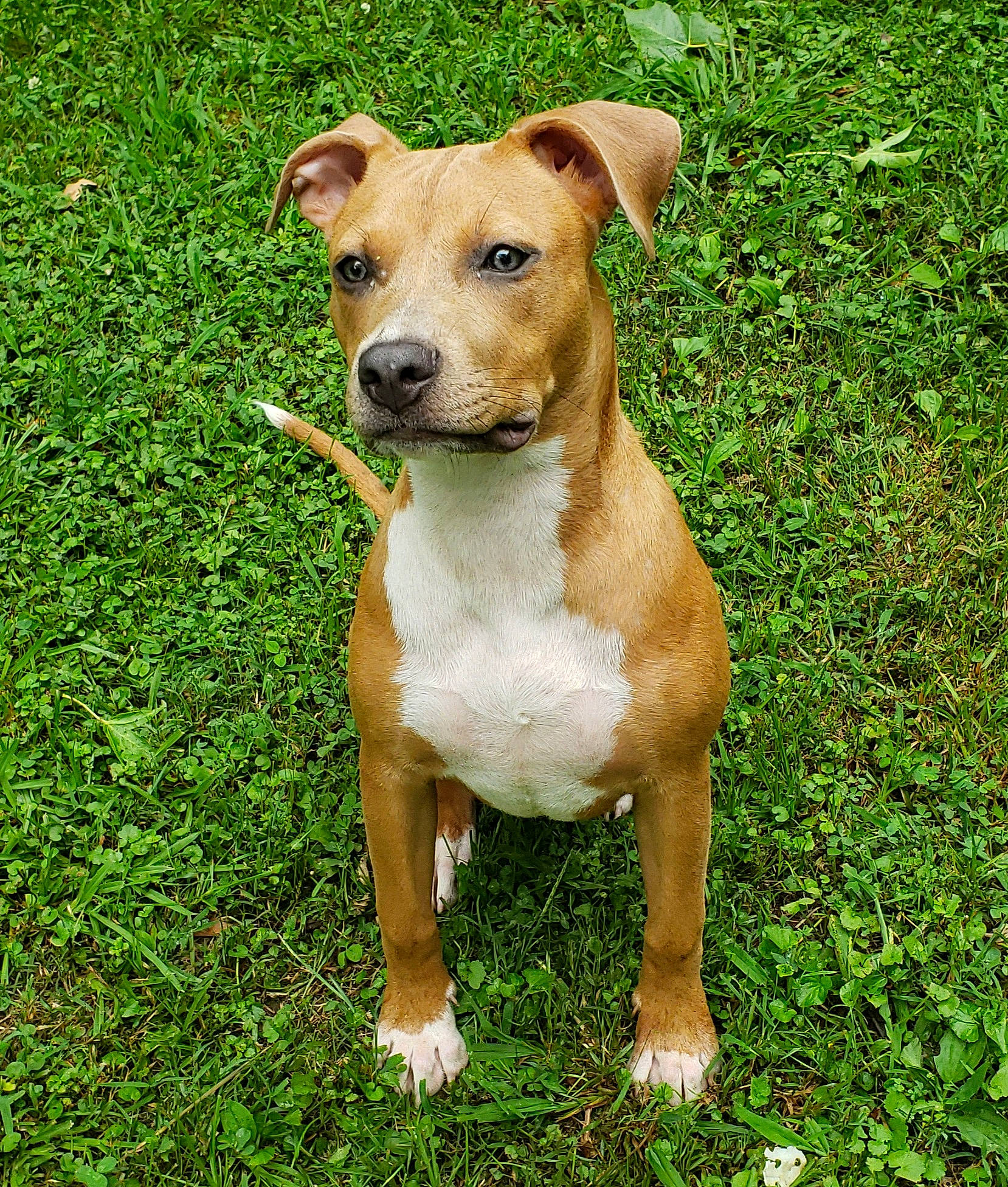 Adyi Ginger is registered to the contest to win money with this photo: american_pit_bull_terrier, american_staffordshire_terrier, ancient_dog_breeds, bull_and_terrier, canidae, carnivore, catahoula_bulldog, companion_dog, dog, dog_breed, fawn, grass, mammal, non_sporting_group, rare_breed_dog, snout, sporting_group, staffordshire_bull_terrier, terrier, vertebrate