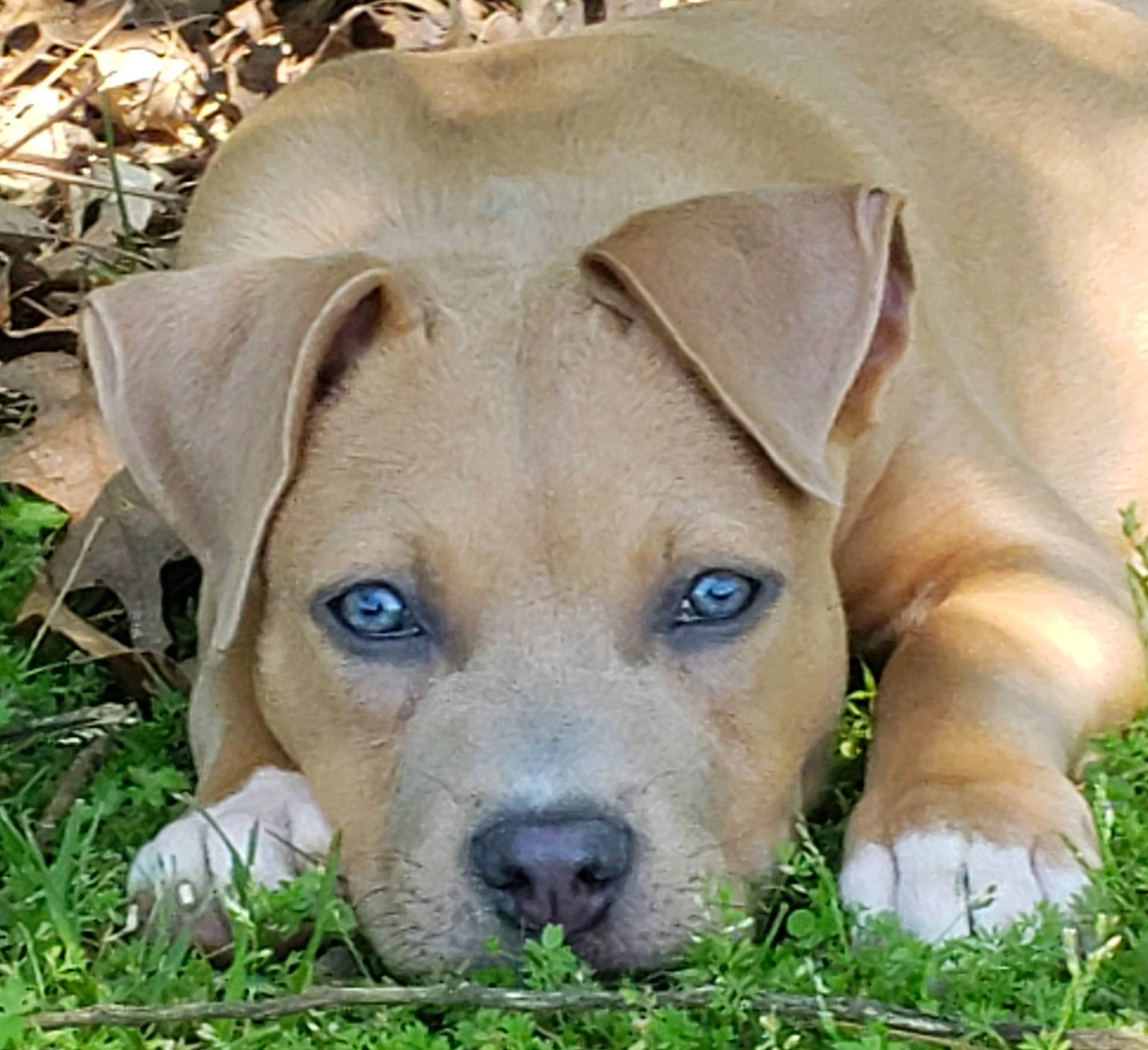 Adyi Ginger joined the competition — help win amazing prizes! black_mouth_cur, boerboel, canidae, carnivore, companion_dog, dog, dog_breed, fawn, grass, labrador_retriever, mammal, nose, puppy, rare_breed_dog, rhodesian_ridgeback, snout, sporting_group, vertebrate