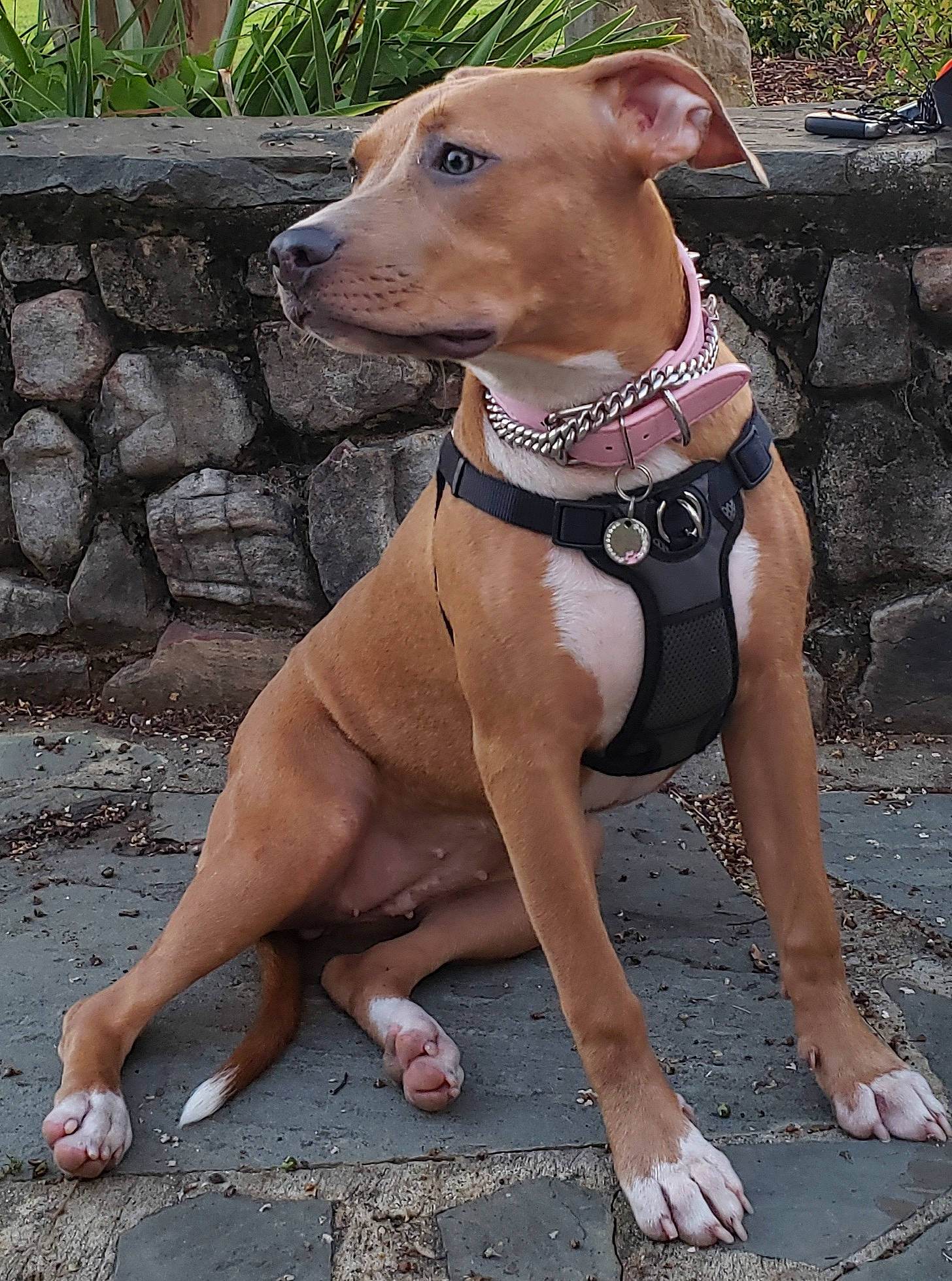 Adyi Ginger joined the competition — help win amazing prizes! american_pit_bull_terrier, american_staffordshire_terrier, canidae, carnivore, dog, dog_breed, dog_collar, fawn, mammal, non_sporting_group, pit_bull, snout, sporting_group, vertebrate