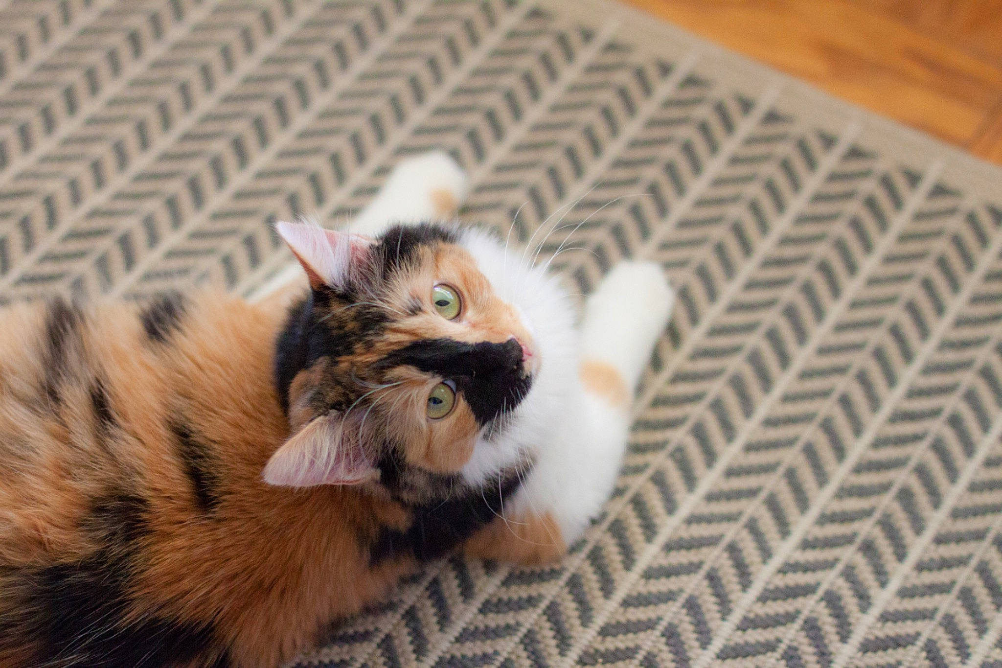 Willow joined the competition — help win amazing prizes! canidae, carnivore, cat, claw, companion_dog, dog_breed, domestic_short_haired_cat, fawn, felidae, flooring, fur, hardwood, paw, small_to_medium_sized_cats, tail, terrestrial_animal, whiskers, wood, wood_flooring