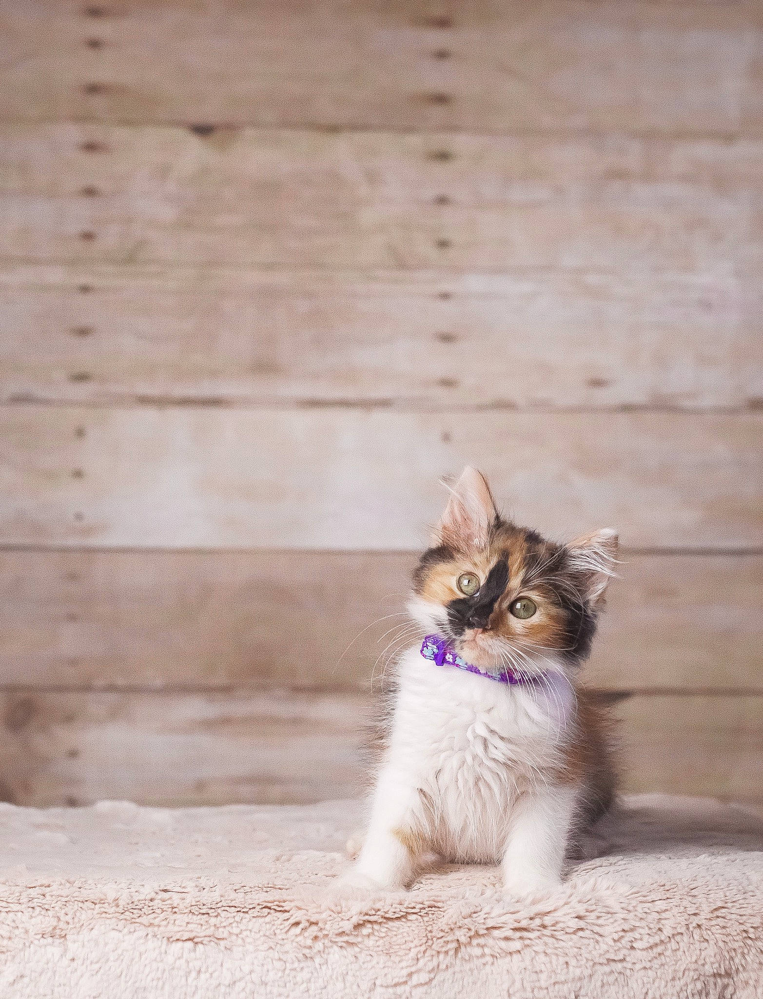 Willow joined the competition — help win amazing prizes! brick, carnivore, cat, domestic_short_haired_cat, door, fawn, felidae, flooring, fur, paw, road_surface, sitting, small_to_medium_sized_cats, snout, street, tail, terrestrial_animal, whiskers, window, wood