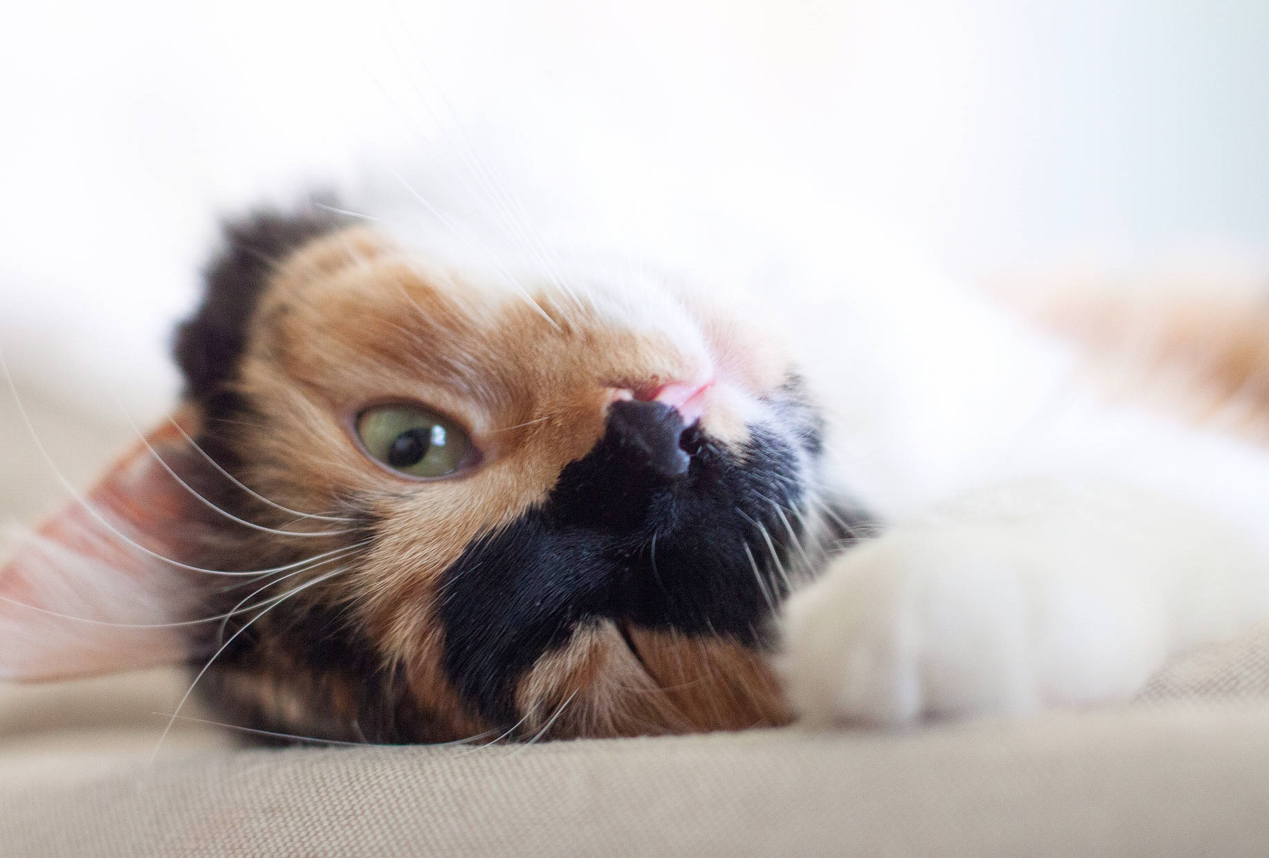 Willow joined the competition — help win amazing prizes! carnivore, cat, claw, comfort, domestic_short_haired_cat, fawn, felidae, foot, fur, hardwood, nap, paw, small_to_medium_sized_cats, snout, tail, terrestrial_animal, whiskers, wood