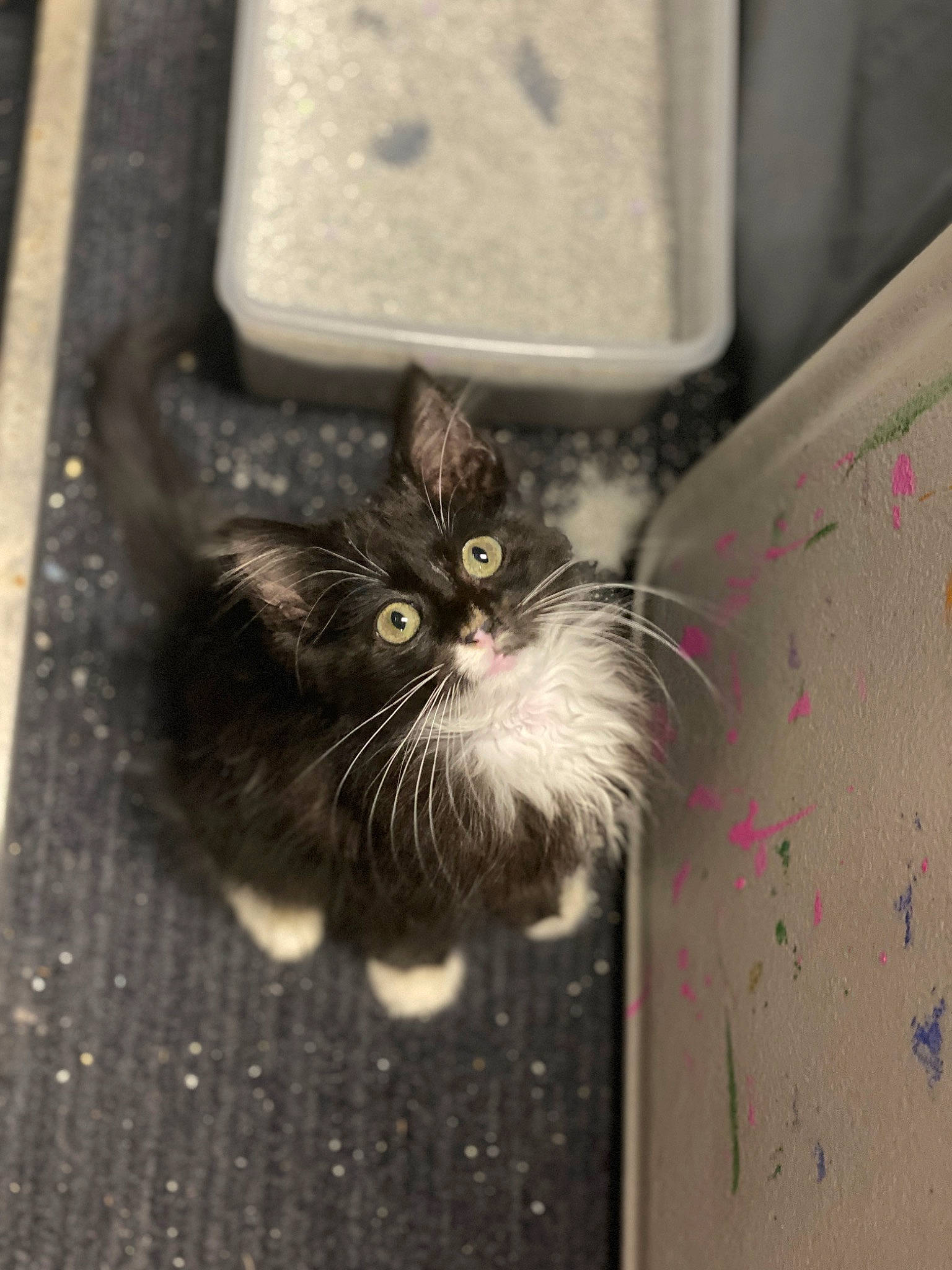 Naniards is registered to the contest to win money with this photo: black_cat, box, carnivore, cat, claw, domestic_short_haired_cat, felidae, fur, grey, paw, road_surface, small_to_medium_sized_cats, snout, tail, whiskers, window