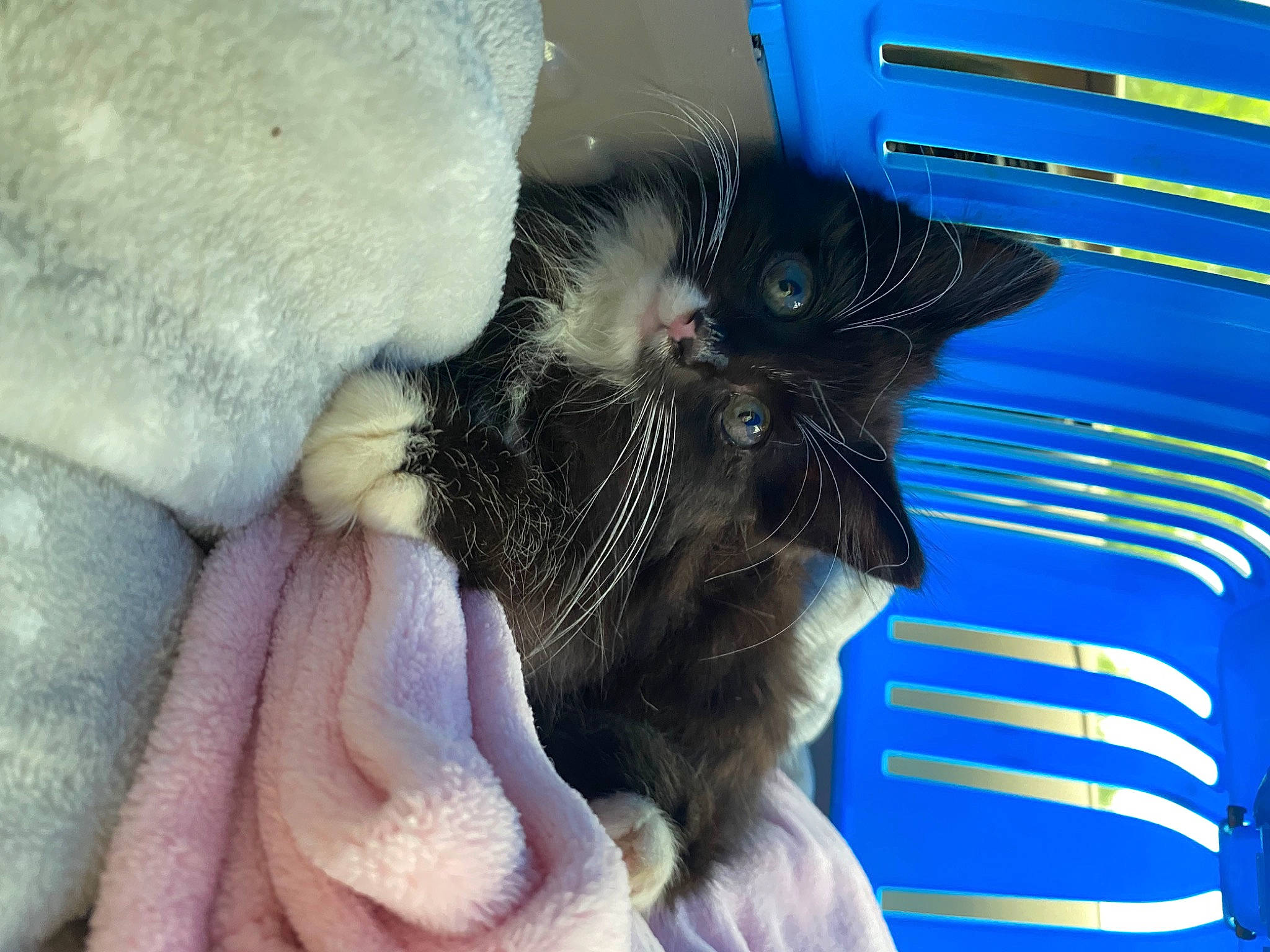 Naniards is registered to the contest to win money with this photo: blue, carnivore, cat, claw, comfort, domestic_short_haired_cat, electric_blue, eyelash, fawn, felidae, foot, fur, gesture, nail, paw, small_to_medium_sized_cats, snout, vehicle_door, whiskers, window