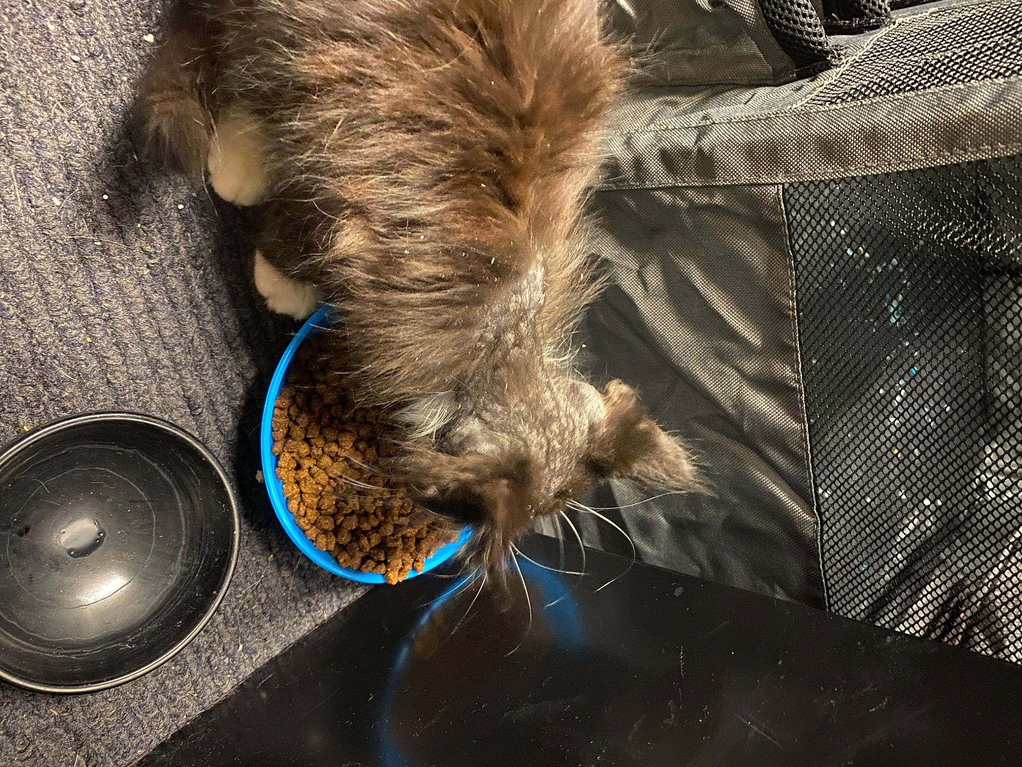 Naniards is registered to the contest to win money with this photo: audio_equipment, automotive_tire, canidae, carnivore, circle, claw, comfort, companion_dog, dog_breed, electric_blue, felidae, fur, liver, pet_supply, small_to_medium_sized_cats, snout, sporting_group, tableware, tail, whiskers