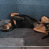 dog, pet, sleeping, upside_down, relaxed, bed, indoor, canine, black, tan, floor, tiled_floor, paw, fur, animal, napping, funny_pose, resting, cozy, domestic