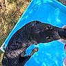 dog, black_dog, tan_markings, small_pool, blue_pool, grass, outdoor, pet, canine, summer, water, playful, curious, animal, sunlight, shadows, head, paw, looking_up, recreation