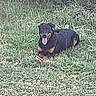dog, grass, outdoor, pet, animal, canine, tongue_out, lying_down, nature, green, field, happy, playful, summer, sunny, fur, mammal, friendly, resting, daytime