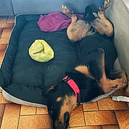 Aston participe au concours pour gagner de l'argent avec cette photo : dog, black_and_tan, dog_bed, tennis_ball, blanket, tile_floor, collar, resting, sleeping, indoor, pet, canine, relaxed, upside_down, paw, fur, large_dog, comfortable, house, cozy